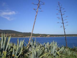 Actinia *